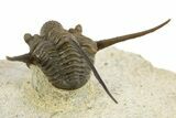 Long-Spined Cyphaspis Trilobite - Foum Zguid, Morocco #311664-5